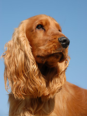 Image showing portrait of english cocker