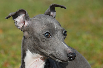 Image showing Italian greyhound