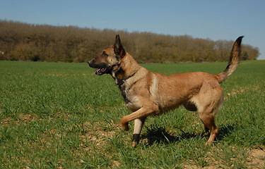 Image showing malinois