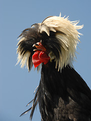 Image showing  Polish crested chicken