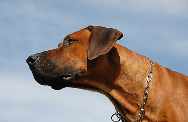 Image showing Rhodesian Ridgeback