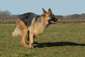 Image showing running german shepherd