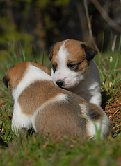 Image showing two puppies