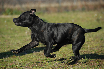 Image showing running stafforsdshire bull terrier