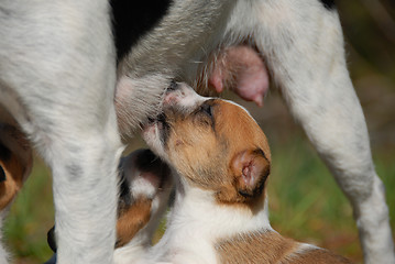 Image showing puppy suckle