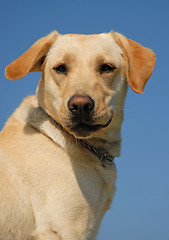 Image showing labrador retriever