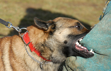 Image showing training of a police dog