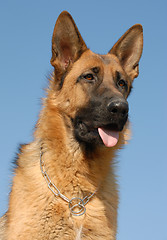 Image showing german shepherd