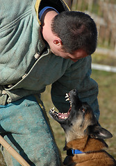 Image showing attack dog