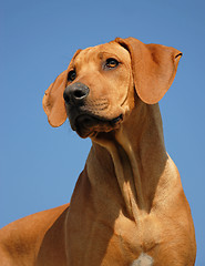 Image showing puppy Rhodesian ridgeback