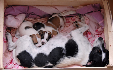 Image showing female and her puppies