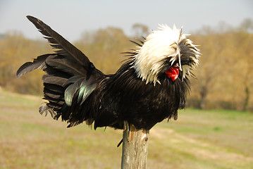Image showing Polish crested chicken