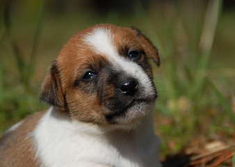 Image showing young puppy jack russel terrier