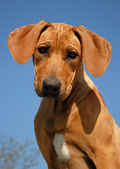 Image showing puppy Rhodesian ridgeback