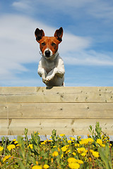 Image showing jumping dog