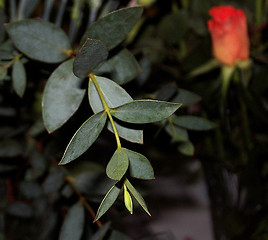 Image showing eucalyptus twig