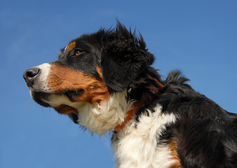 Image showing young bernese dog