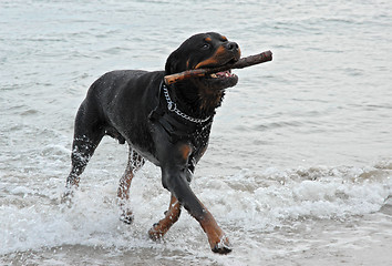 Image showing rottweiler playing in the sea