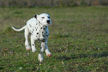 Image showing running puppy dalmatian