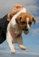 Image showing puppy jack russel terrier