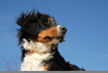 Image showing young bernese mountain dog