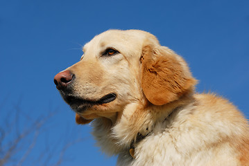 Image showing hovawart dog