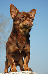 Image showing chihuahua