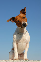 Image showing jack russel terrier