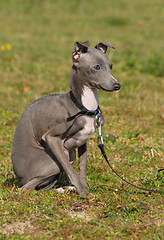 Image showing puppy purebred italian greyhound