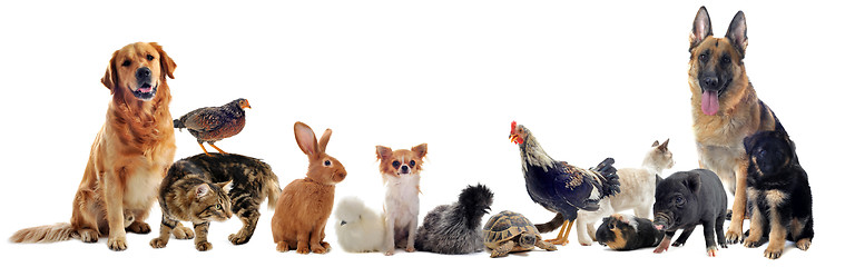 Image showing group of pets