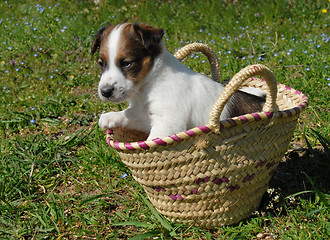 Image showing puppy in a basket