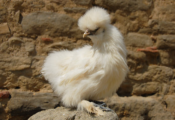 Image showing silkie chicken