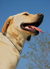 Image showing labrador retriever