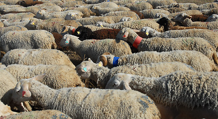 Image showing sheeps