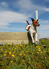 Image showing jumping dog