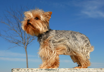 Image showing miniature yorkshire terrier
