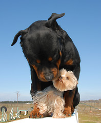 Image showing rottweiler et yorkshire terrier