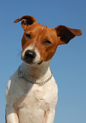 Image showing jack russel terrier