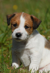 Image showing puppy jack russel terrier