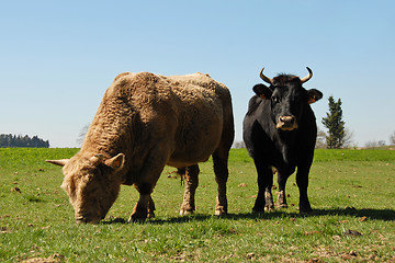 Image showing bull and cow