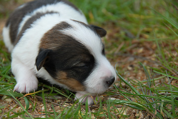 Image showing little puppy jack russel terrier