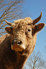 Image showing head of bull