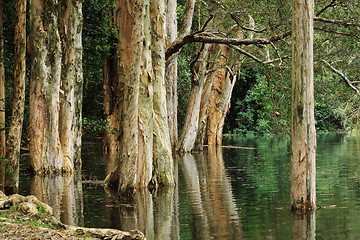 Image showing tree in water