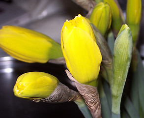 Image showing daffodil buds