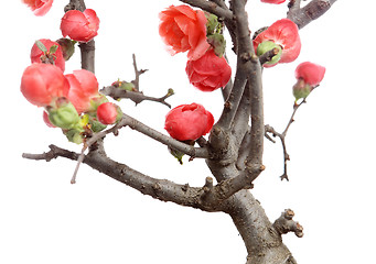 Image showing plum blossom