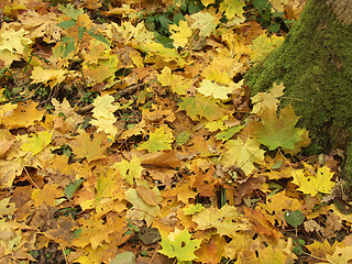 Image showing Autumnal pattern