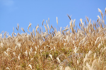 Image showing silvergrass and blue sky