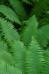 Image showing Ferns