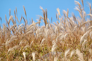 Image showing silvergrass and blue sky