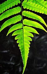 Image showing tree leaf